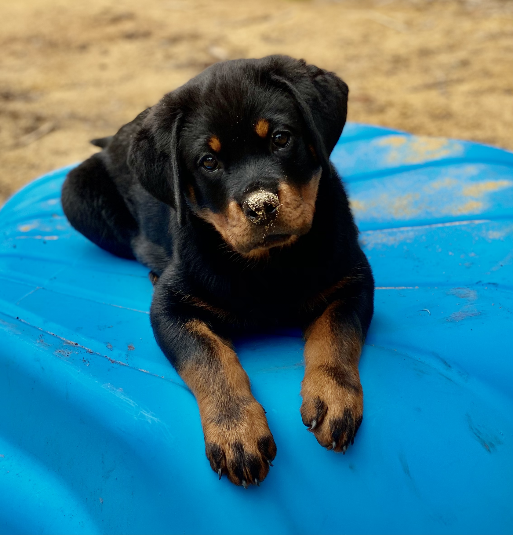 Puppy Dog on Pool